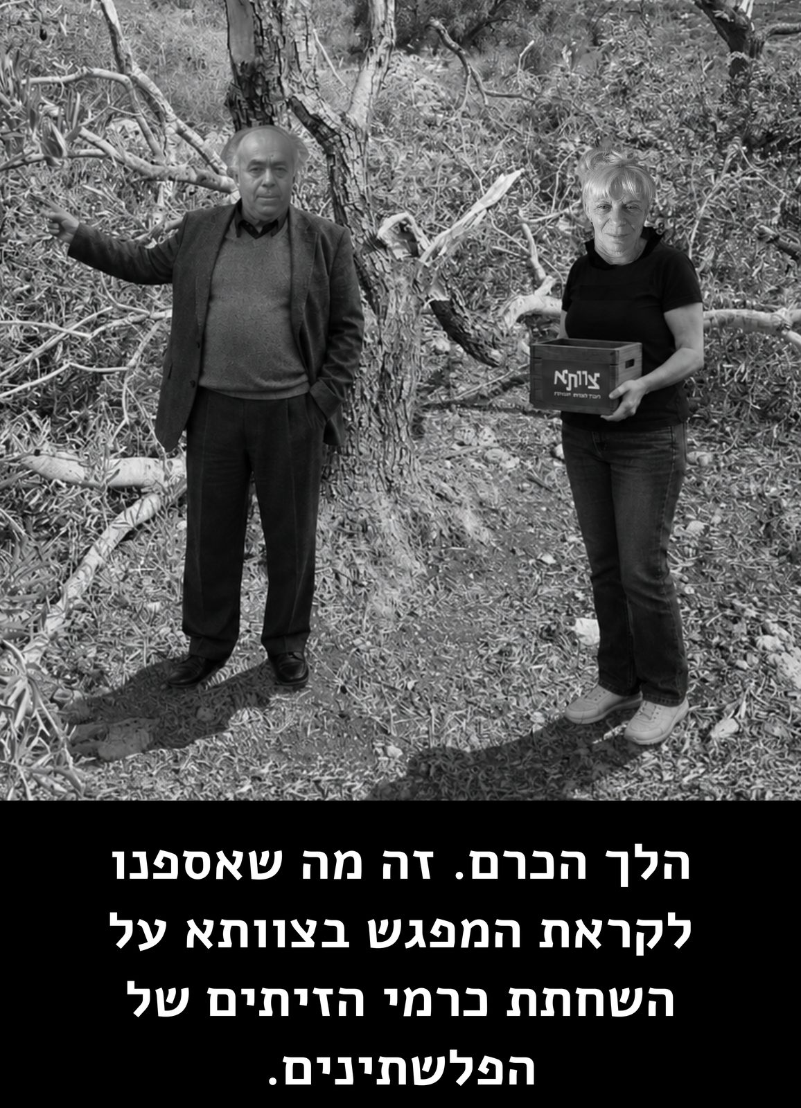 הלך הכרם. זה מה שאספנו לקראת המפגש בצוותא על השחתת כרמי הזיתים של הפלשתינים.